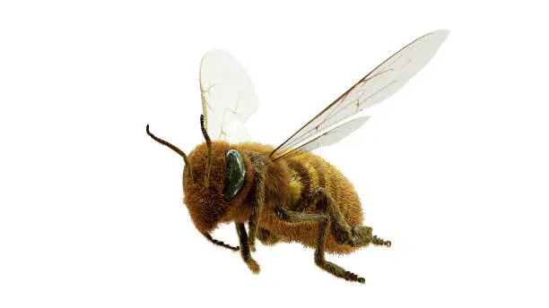 Photo of Honey bee on a white background
