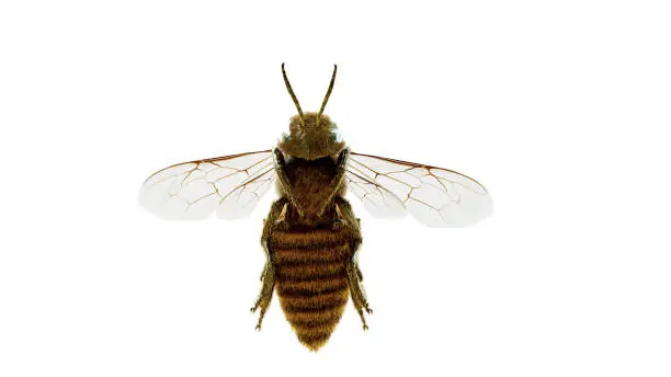 Photo of Honey bee bottom view on a white background