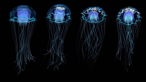 istock Blue Jelly fish swimming 1600004863