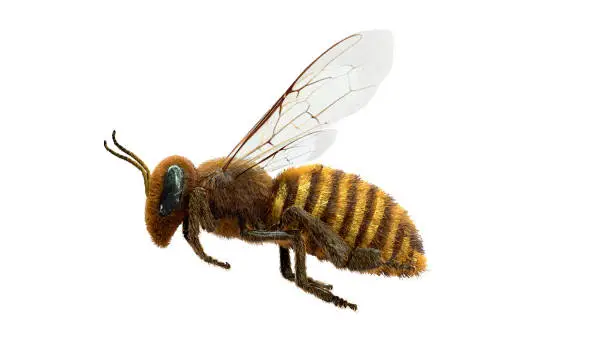 Photo of Honey bee side view on a white background