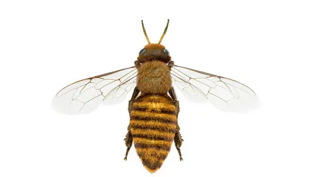Photo of Honey bee top view on a white background