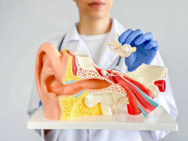 lékař ukazuje lidský sluchový systém - spánková-kost - stock snímky, obrázky a fotky