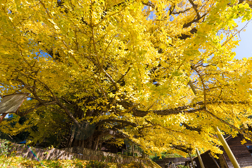 it is Autumn leaves of ginkgo biloba in Kumamoto prefecture, Japan