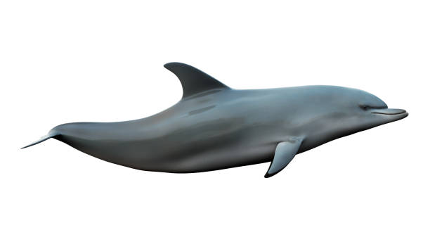 istock swimming  dolphin on a white background 1600036234