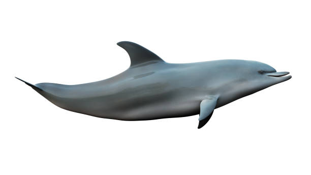 istock swimming  dolphin on a white background 1600036235