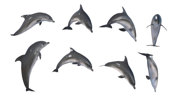 mezcla de salto de delfín sobre fondo blanco - ballena franca del norte ilustraciones fotografías e imágenes de stock