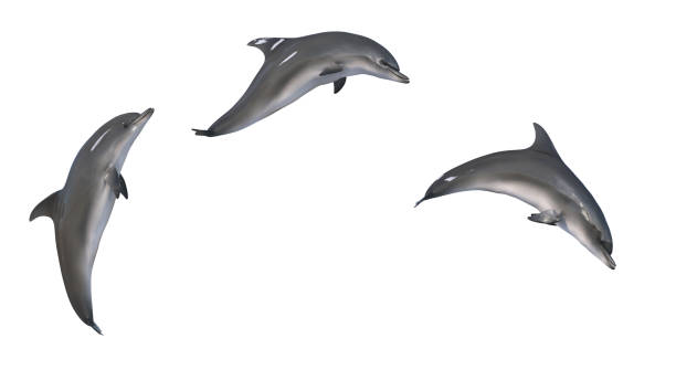 istock mix of dolphin jump on a white background 1600036272