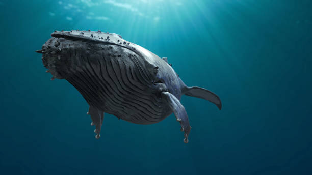 istock Humpback whale underwater swimming 1600036399
