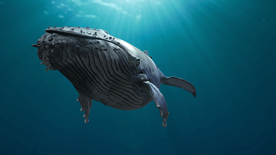 3d humpback whale swimming side View on white background animation footage available on my profile on istock footage