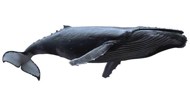 istock Isolated Humpback whale swimming 1600059958