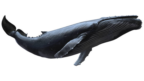 istock Isolated Humpback whale swimming 1600059963