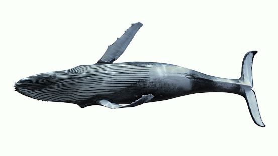 Isolated 3d humpback whale swimming side View on white background animation footage available on my profile on istock footage