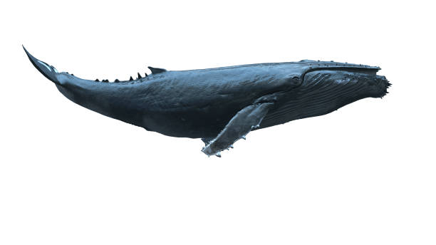 istock Isolated Humpback whale swimming 1600059971