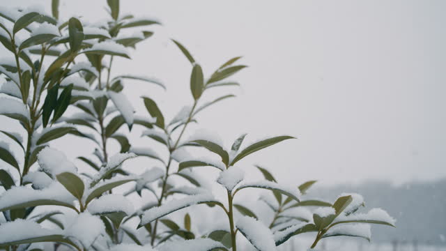 DS Snow falling over a green plant in the countryside