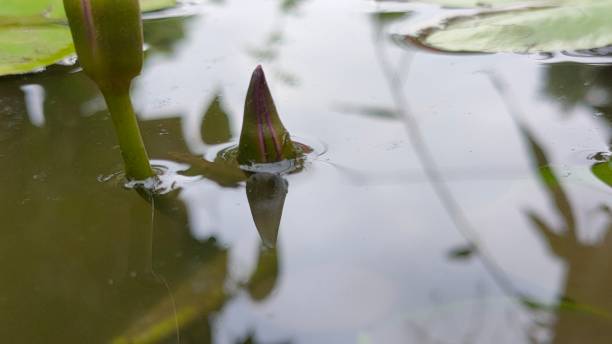 istock lotus flower bud 1600066377