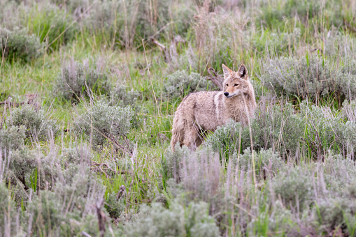 Coyote in the Yellowstone Ecosystem in Wyoming, in northwestern USA. Nearest cities are Gardiner, Cooke City, Bozeman and Billings Montana, Denver, Colorado, Salt Lake City, Utah and Jackson, Wyoming.