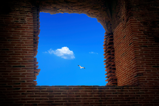 Flying single bird and old damaged building window