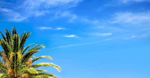 Palm tree and blue sky in Florida