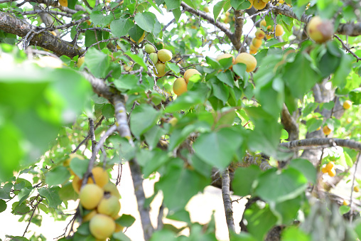 Fresh colorful berries and fruits in a box on a wooden table, harvesting