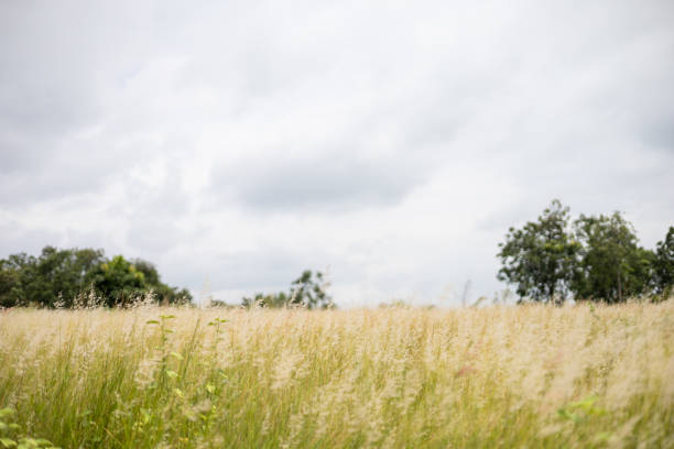 Golden fields and blue sky in the countryside