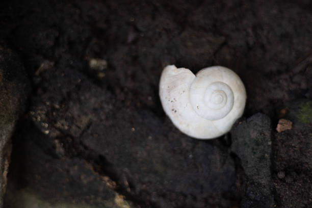 Grove snail, brown-lipped snail or Lemon snail (Cepaea nemoralis)