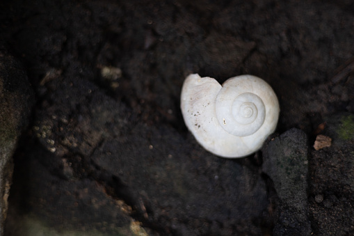 A white clam laying on the ground