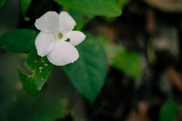 istock white flower of a tree 1600117916