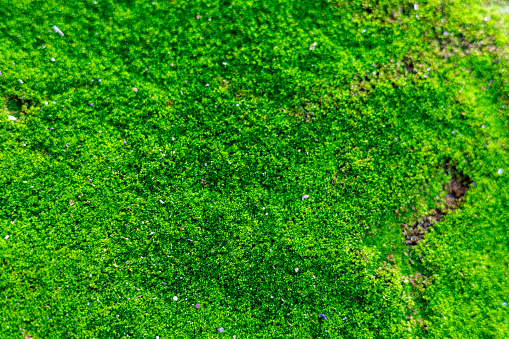Green moss growing on rocks in deep forest in rainy season Background image
