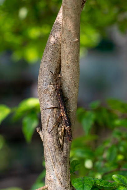 istock Side angle view of a stick insect is hanging on the tree 1600120665