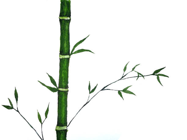 akwarela tusz bambusowy tradycyjny orientalny. azjatycki styl artystyczny.na białym tle. - bamboo watercolor painting isolated ink and brush stock illustrations