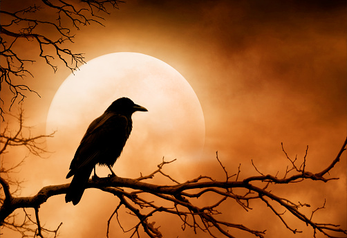 A raven is silhouetted by a rising moon as it sits on a twisted branch of a bare tree on Halloween night.
