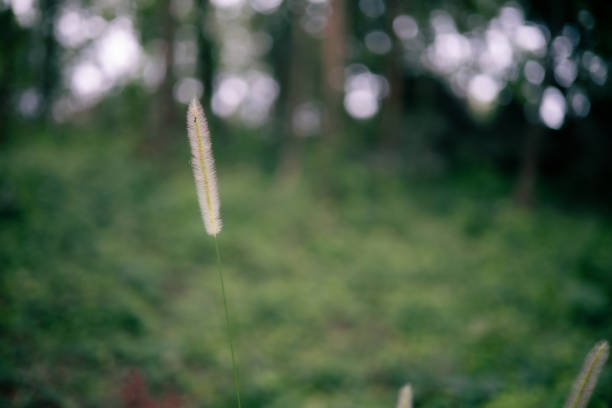 istock White grass flowers in deep forest behind blurred green trees. 1600120846