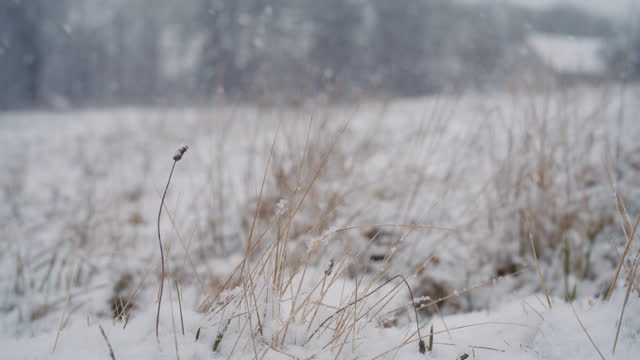 WS Snow falling over a meadow in the countryside