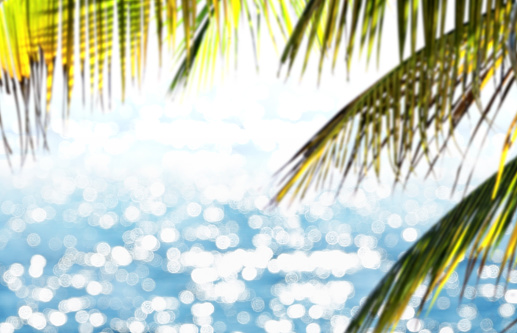 Palm tree leaf and shiny sea in Florida
