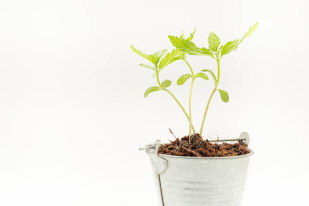 istock Cannabis seedling in a pot on a white background 1600122466