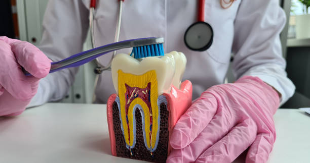 istock Dentist hands with human tooth and toothbrush 1600125808