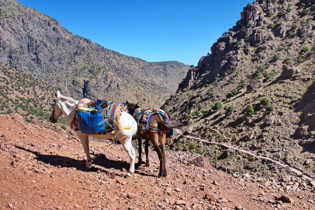 istock Mule with heavy load in High Atlas mountains 1600152014