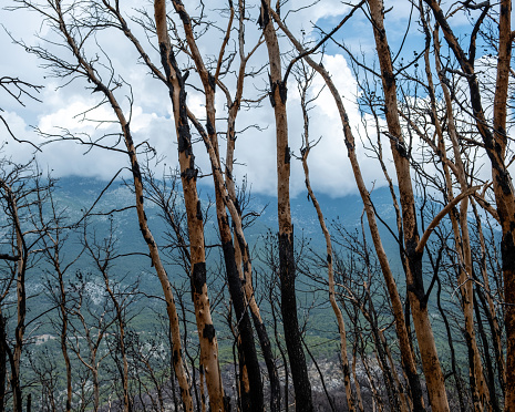 Burned trees in a forest with mountain
