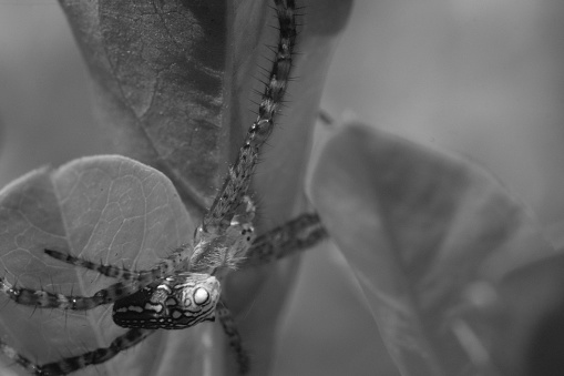 Monochrome spider, Animal closeup, Macro photo of a spider perched on a leaf in black and white color, photographed using a macro lens, Bandung - Indonesia. Macro