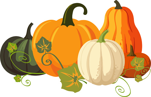 Vector illustration of five colorful cartoon style pumpkins in a row on white background. Pumpkin pile of red, yellow, orange and green pumpkins with leaves and stems isolated