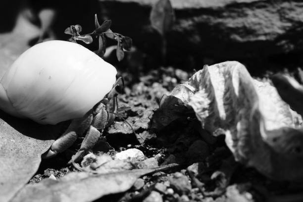 Contrasting Monochrome Photo. Macro photo Hermit crab walking on yard. Hermit crab isolated on black and white background. High Quality Monochrome and macro photos