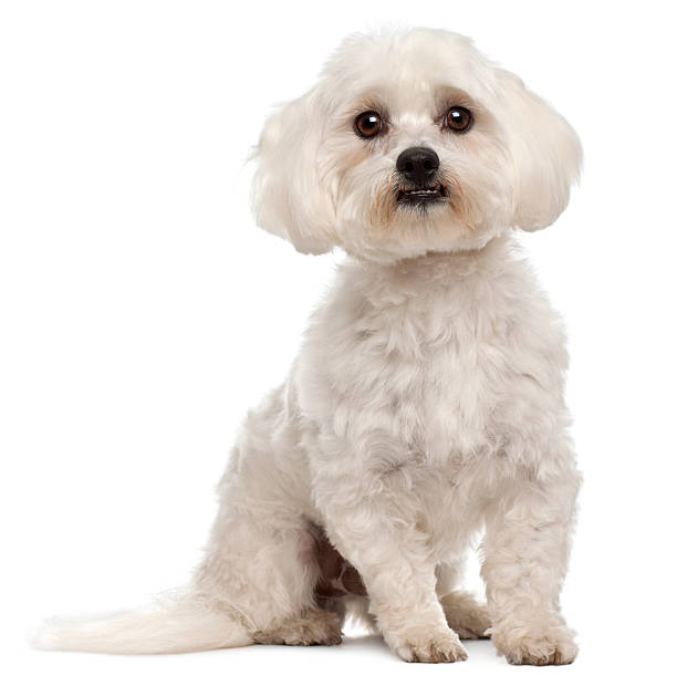istock Front view of a Maltese dog sitting, white background. 160017532