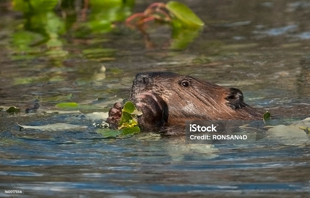 Castor Comer - Royalty-free Alasca Foto de stock