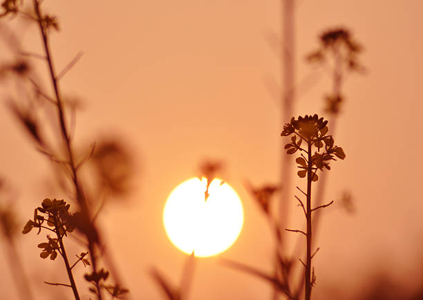 The sunset and wild flowers stock photo