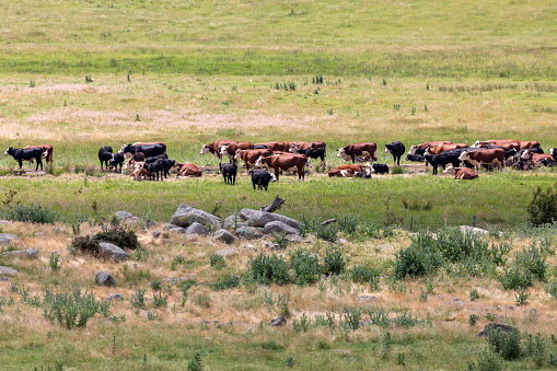 Photograph of a herd of brown and black cattle in an agricultural field in the Snowy Mountains in New South Wales in Australia