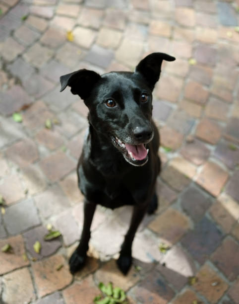 istock Black dog standing outside 1600198877