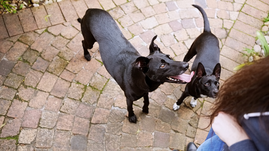 High angle view of two black pet dogs looking its owner standing in backyard