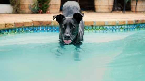 Black dog entering into backyard swimming pool