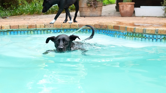 Pet dog swimming into backyard swimming pool on a summer day