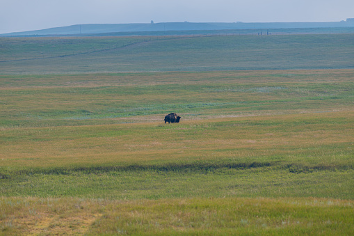 Plains of the badlands with single buffalo